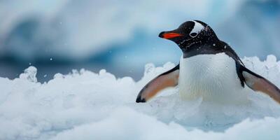 Penguin on ice photo