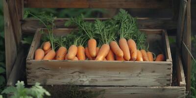 carrots in a wooden box photo