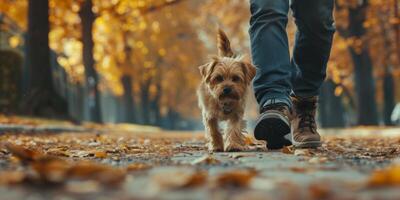 man walking his dog in the park photo