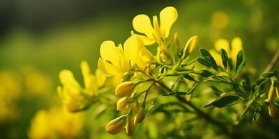 spring flowers blooming photo