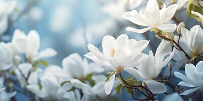 blue flowering fruit trees close-up photo