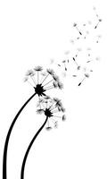 Dandelion silhouette with flying seeds isolated on a white background vector