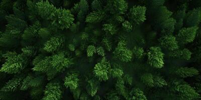tree tops of a green forest bird's eye view photo