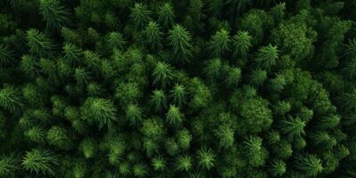 tree tops of a green forest bird's eye view photo