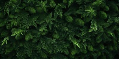 tree tops of a green forest bird's eye view photo