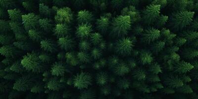 tree tops of a green forest bird's eye view photo