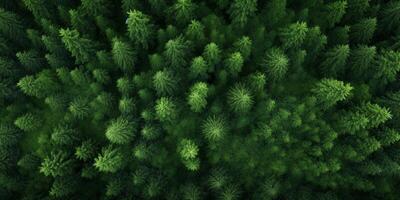 tree tops of a green forest bird's eye view photo