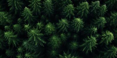 tree tops of a green forest bird's eye view photo