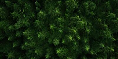tree tops of a green forest bird's eye view photo