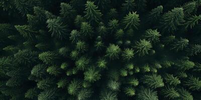 tree tops of a green forest bird's eye view photo