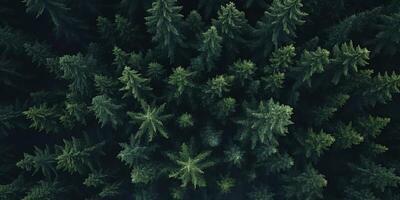 tree tops of a green forest bird's eye view photo