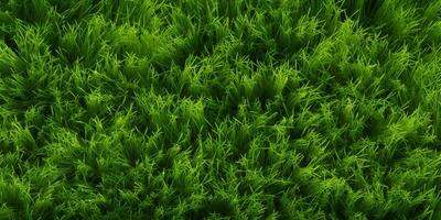 Green grass top view photo