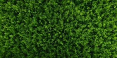 Green grass top view photo