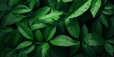green plant leaves texture photo