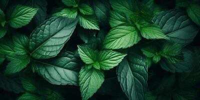 green plant leaves texture photo