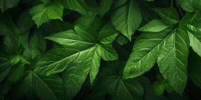 green plant leaves texture photo