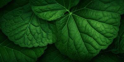 green plant leaves texture photo