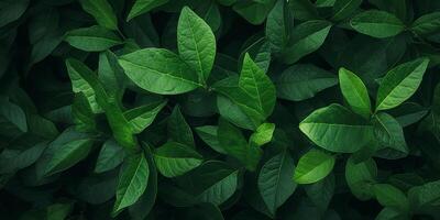 green plant leaves texture photo