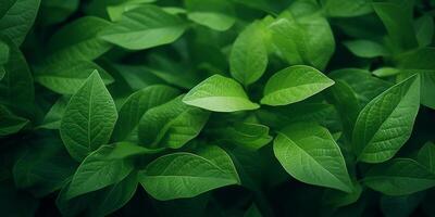 green plant leaves texture photo