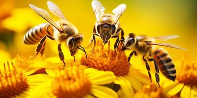 bee on a flower macro close-up photo