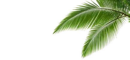 palm tree branches on white background banner photo