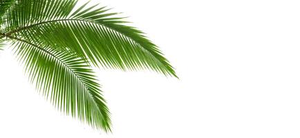 palm tree branches on white background banner photo