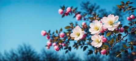 flowering branches on a blurred background banner photo