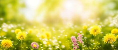 dandelion meadow on a blurred background photo