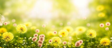 dandelion meadow on a blurred background photo