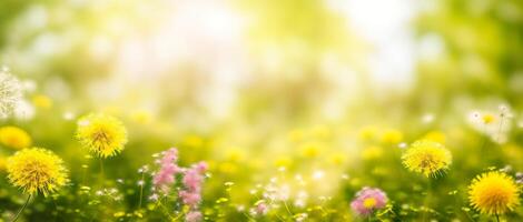 dandelion meadow on a blurred background photo