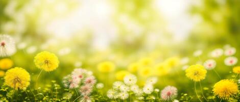 dandelion meadow on a blurred background photo