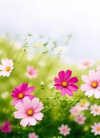 spring flowers on blurred background photo
