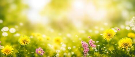 dandelion meadow on a blurred background photo