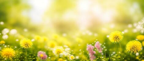 dandelion meadow on a blurred background photo