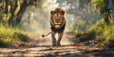 leones en el salvaje sabana foto