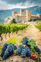 grape fields against the backdrop of a medieval castle photo