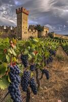 grape fields against the backdrop of a medieval castle photo