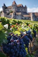 grape fields against the backdrop of a medieval castle photo