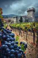 grape fields against the backdrop of a medieval castle photo