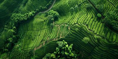 agricultural fields bird's eye view photo