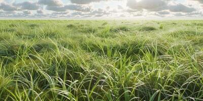 Green grass in the pasture photo