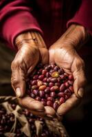 coffee beans in palms photo