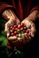 coffee beans in palms photo