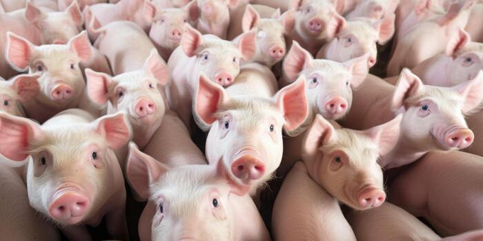 piglets in a pigsty photo