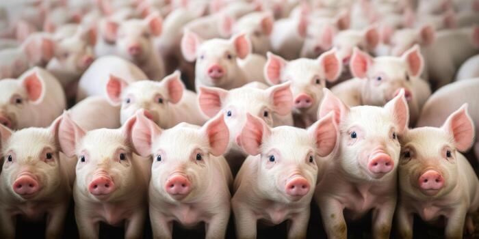 piglets in a pigsty photo