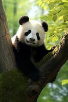 Panda in the wild photo