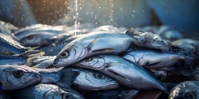 catching seafood in the ocean on boats photo