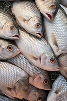 catching seafood in the ocean on boats photo