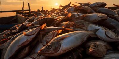 catching seafood in the ocean on boats photo