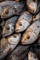 catching seafood in the ocean on boats photo